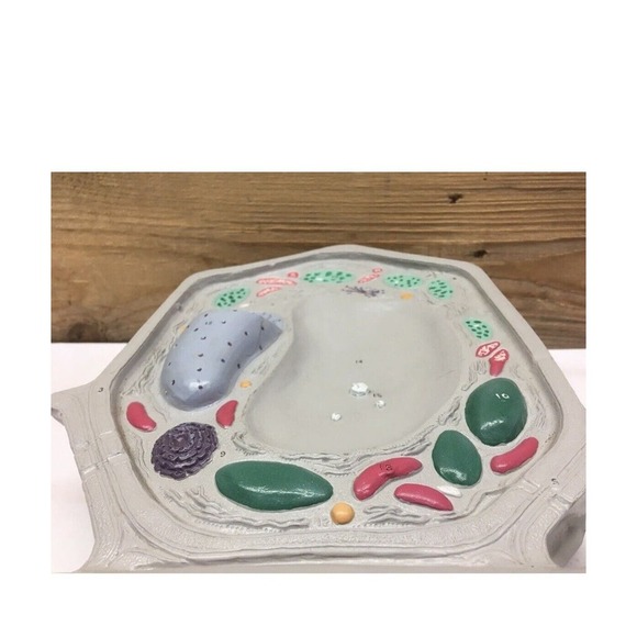 Carolina Biological Supply Plant Cell Model Classroom - Picture 7 of 8